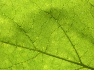 Болезнь Лайма и хронические инфекции: Наше эффективное лечение